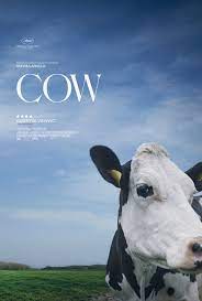 cow latest